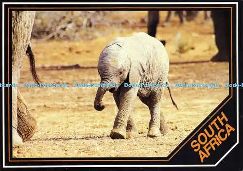 D188469 Südafrika. Baby Elefant. PhotoSafari. D. Allen