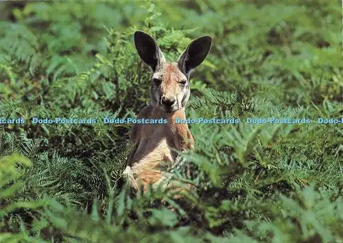 D188511 Rotes Känguru. True View. M. K. Morcombe. 1985