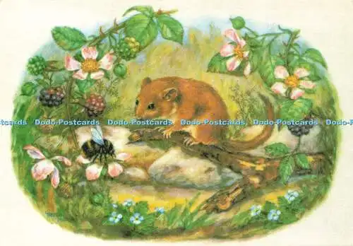 D190177 Siebenschläfer und Biene mit Brombeeren. Medici Society. Truda Mordue. 1977
