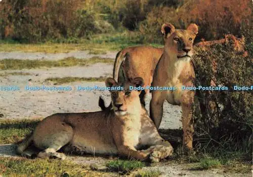 D188526 Afrikanische Wildtiere. Löwinnen im Ngorongoro Krater. Sapra Studio. 1967