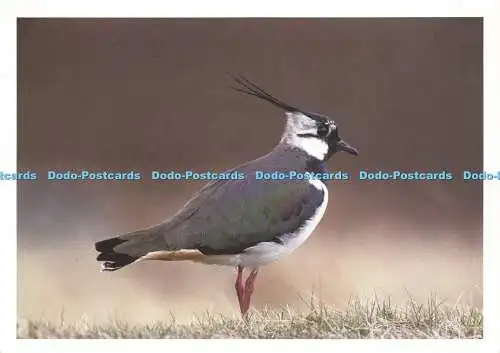 D188527 Vögel in Gefahr. Kiebitz. Tony Hamblin. RSPB Bilder