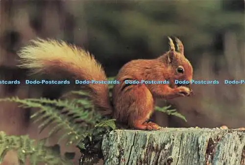 D188529 Brownsea Island. rotes Eichhörnchen. Richter. C 3216 X.S.C. Bisserot. F.R.P