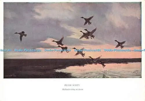 D188530 Mallards Rising at Dawn. Medici Society. Peter Scott. 1954