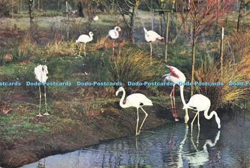 D190213 Große Flamingos. The Wildfowl Trust. J. Arthur Dixon. 1966