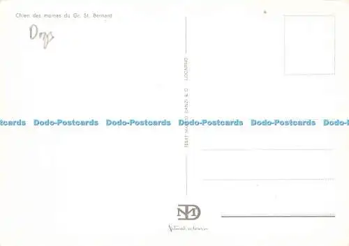 D188652 Chien des Moines du Gr. Bernhardiner. Marco Danzi