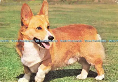 D188654 Welsh Corgi. E. T. W. Dennis