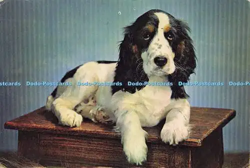 D188655 Bitte lächeln. J. Arthur Dixon. Kerl widerristet. 1961