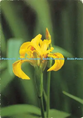 D185511 Gelbe Iris oder gelbe Flagge. John Hinde. Dawn Runnals