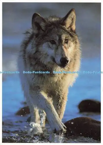 D185568 Grauer Wolf. Nordamerikanische Tierwelt. Schlag. Tom Brakefield