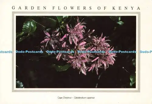 D187475 Gartenblumen Kenias. Cape Chestnut. The East African Wild Life Socie