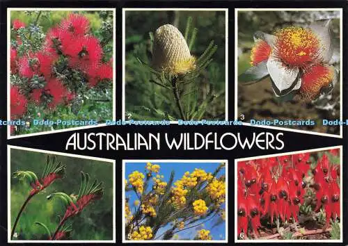 D187531 Australische Wildblumen. Kunzea Pulchella. Orange Banksia. Rose des We