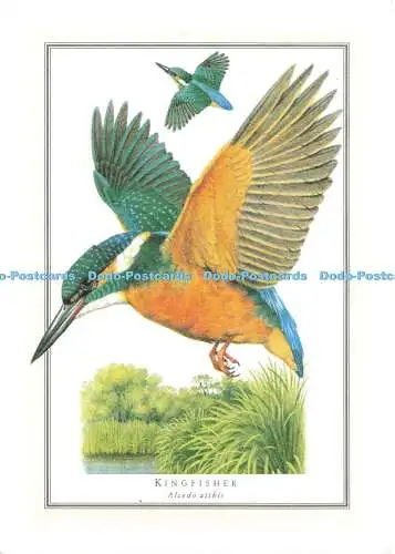 D185819 Eisvogel. Birds of Britain. Reader Digest Association. 1981