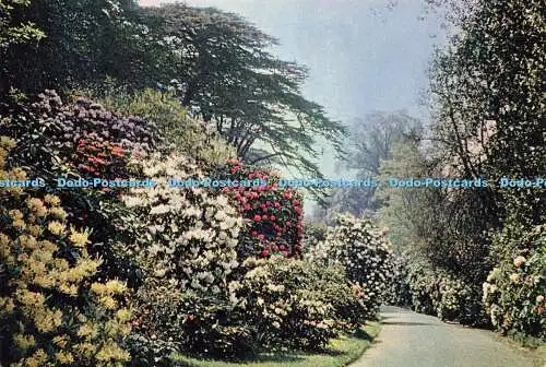 D187620 Kew. Royal Botanic Gardens. Rhododendron Dell. Krone