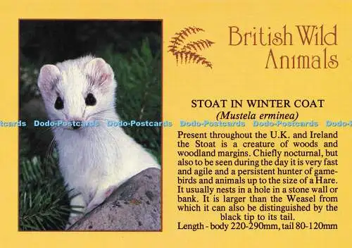 D187622 Britische Wildtiere. Stoat im Wintermantel. J. Arthur Dixon. R. J. Erwin