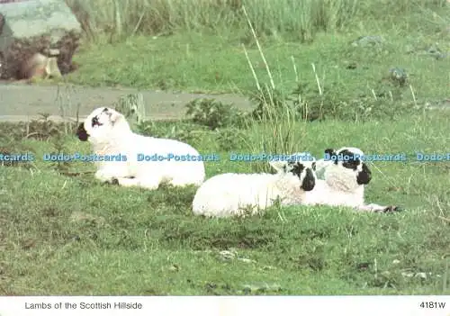 D190737 Lambs of Scottish Hillside. 4181 W. Hagel Caledonia Produkt. Whiteholme. 1