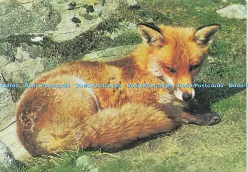 D190738 Rotfuchs. J. F. Roger. Braemar Folien. 1980