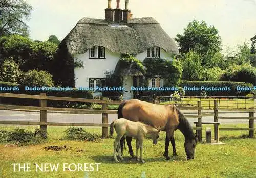 D189111 The New Forest. New Forest Ponys in Swan Green. J. Salmon. Kamerafarbe