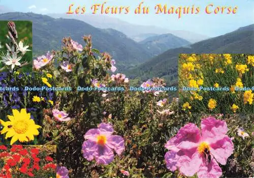 D187735 Les Fleurs du Maquis Corse. Septemes les Vallons. Multi View. 2007