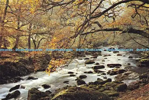 D190855 River Lledr. Nr. Bettys y Coed. Caernarvonshire. Dixon. Wales 1254