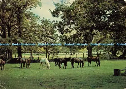 D187753 Hampshire. New Forest Ponys. J. Arthur Dixon. B. J. Chapple