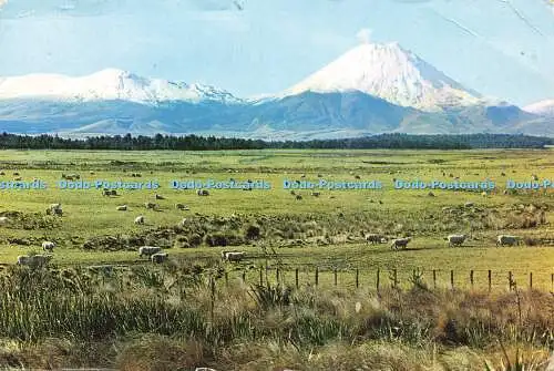 D190872 Weideschafe. Tongariro Nationalpark und Mt. Ngauruhoe. N. Z. Gladys M