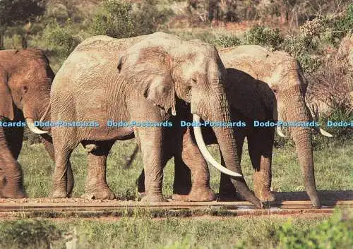 D190881 Afrikanischer Elefant. Loxodonta africana. Kunstverlag. Dave Osborne