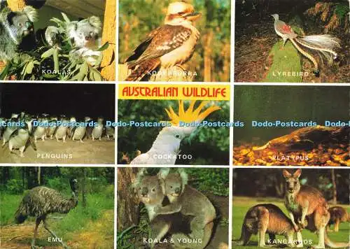 D190888 Australian Wildlife. Nucolorvue Productions. 1980. Multi View