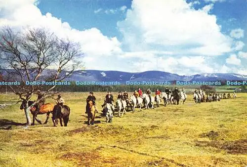 D189297 Newtonmore Pony Trekker. Von den Cairngorms herabkommend. J. Arthur Dix