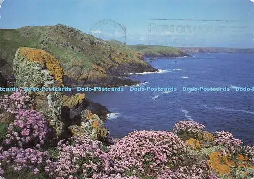 D189498 Springtime auf Skomer. Das Pink der Sparsamkeit. Ergänzt Splashes of Orange