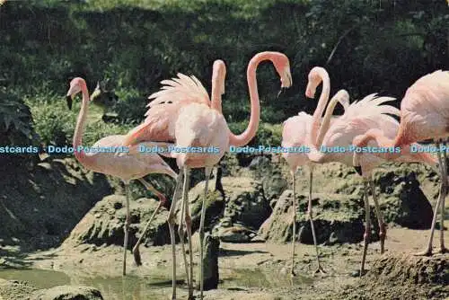 D191363 Kubanischer Flamingo. beim Wildfowl Trust. J. Arthur Dixon. W. W. Roberts. 1