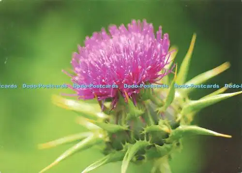 D189703 Die Distel ist das Nationale Emblem Schottlands und ein altes keltisches