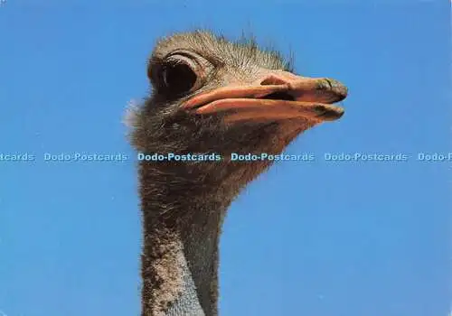 D189758 Wild Life. Dierelewe. Der Comical Ostrich hat bemerkenswerte Wimpern. Fra