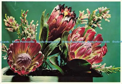 D191428 Bot River Protea. Arthur English Prints