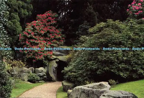 D191432 Staffordshire. Biddulph Grange Garden. Rhododendren in Blüte. Nationale