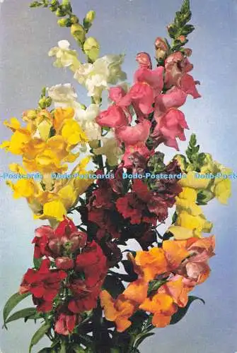 D191597 Snapdragon. J. Arthur Dixon