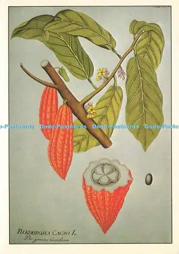 D191602 Theobroma Cacao L. Pharmaceutical Society of Great Britain. Karten-Nr. 16.