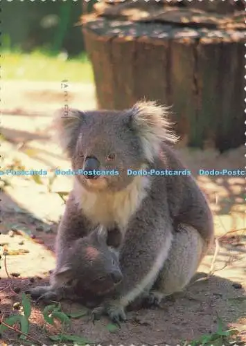 D191608 Koala. Terry Castle. 1989