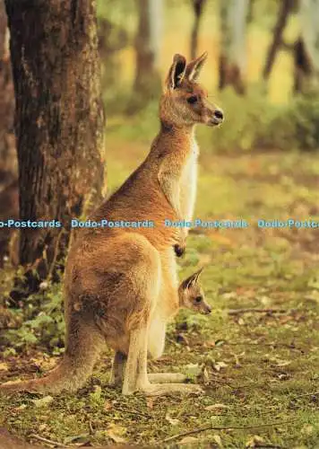 D191770 Das Große Känguru ist das größte lebende Beuteltier, das nur in Australien gefunden wurde