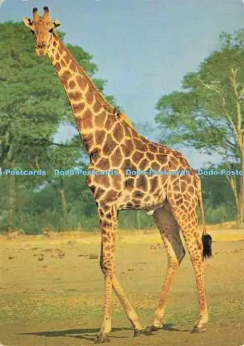 D191773 Giraffe. R. W. Agenturen. Eduard Zingg