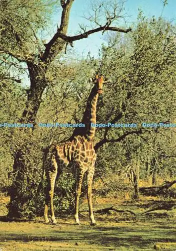 D191775 Giraffe. E. T. W. Dennis. Fotofarbe. Wildtier Serie D. 211. 8 Desi