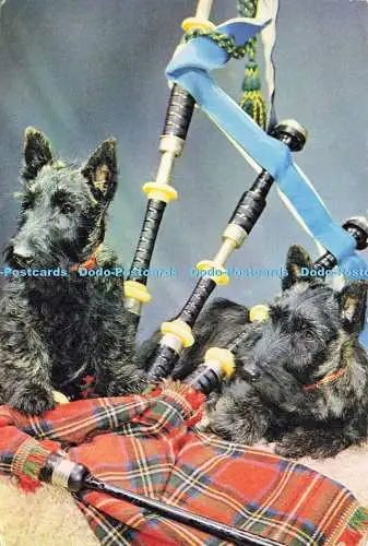 D191776 Scotties und Dudelsack. J. Arthur Dixon. Guy Withers