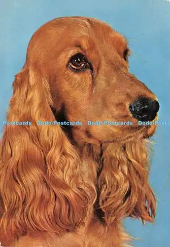 D191787 English Cocker Spaniel. Valentine