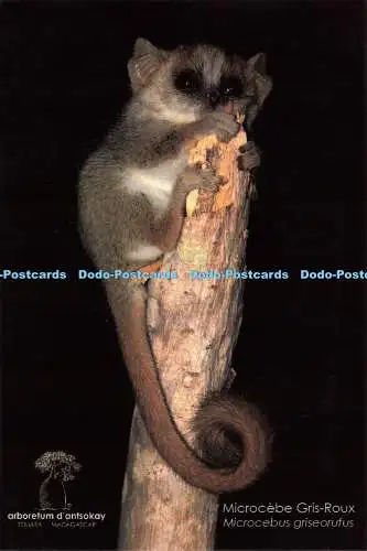 D191847 Microcebus Griseorufus. Arboretum d Antsokay. Andry Petignat el Louise.