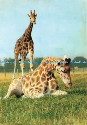 D191899 Rothschild Giraffe. Marwell Zoological Park. J. Arthur Dixon