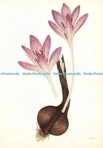 D168003 Colchicum Macrophyllum. Aus Wildblumen Griechenlands. C. Goulimis. N. Gou