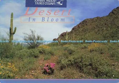 D170331 Desert. In Blüte. Smith Southwestern. Bruce Finchum. 1999