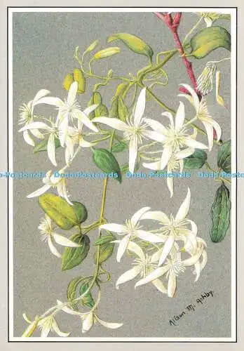 D168660 Australische Wildblumen. Clematis Pubescens Hügel ex Endl. Ranunculacea