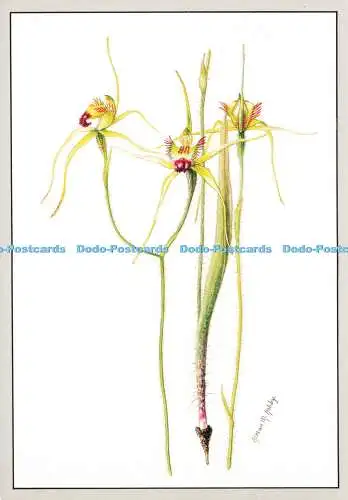 D168661 Australische Wildblumen. Caladenia infundibularis. A. S. George. Orhidac