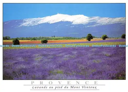 D171698 Provence. Lavande au Pied Du Mont Ventoux. Ajax Monaco. Ariel Levy