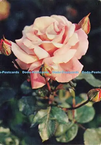 D169003 Rose. Tirion. Planeta. N. Matanova